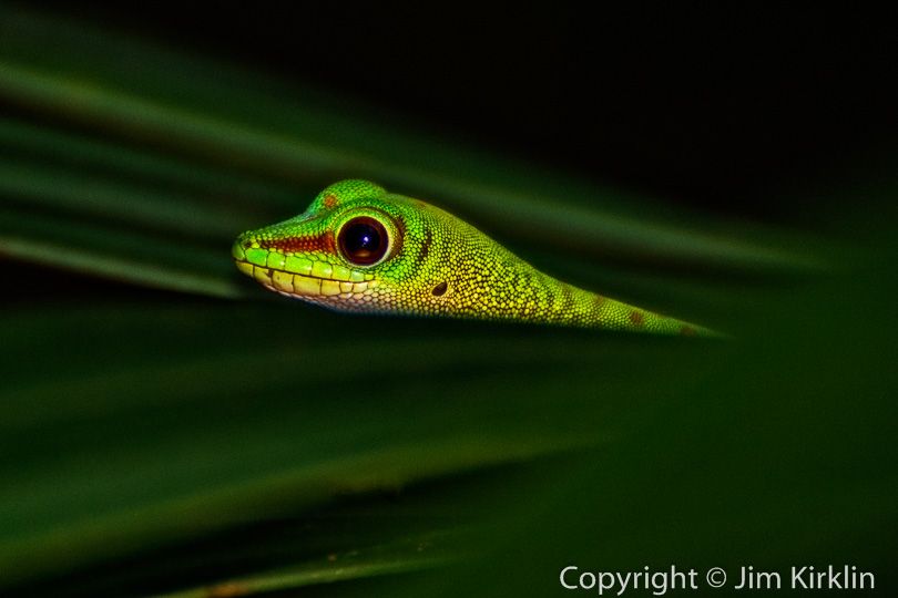 Gecko in the Leaves